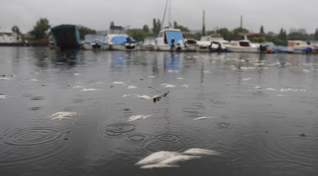 Савско језеро: Шарани угинули после порибљавања
